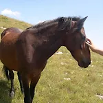 Camp Divlja Rijeka