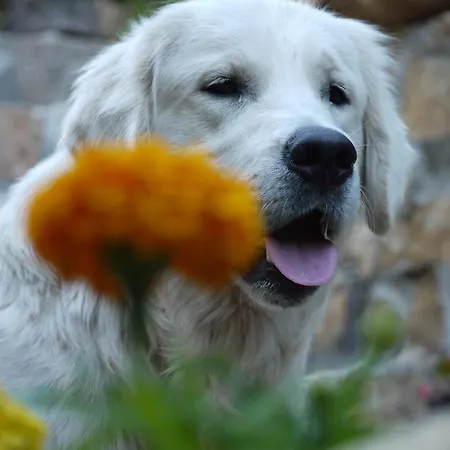 Camp Divlja Rijeka Holiday park Hum