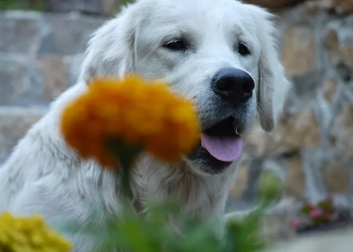 Camp Divlja Rijeka Üdülőpark Hum